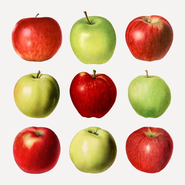 手描きの新鮮なリンゴのセット