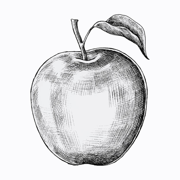 Hand drawn fresh apple vector