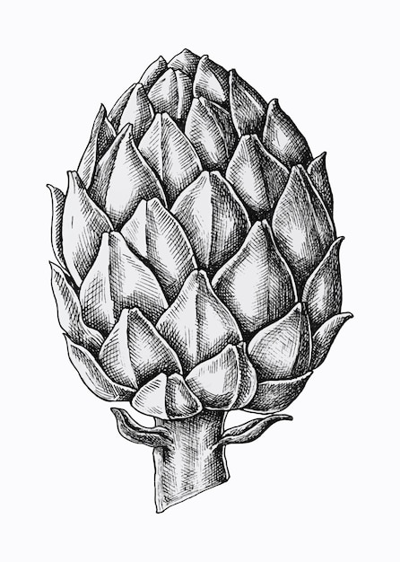 Free vector hand drawn fresh artichoke