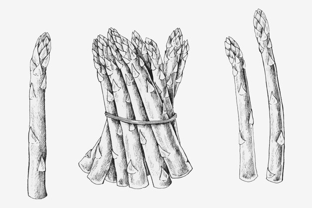 손으로 그린 신선한 아스파라거스