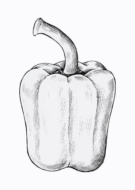 Hand drawn fresh bell pepper