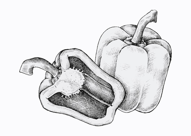 Hand drawn fresh bell peppers 