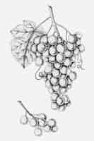 Free vector hand drawn fresh grapes