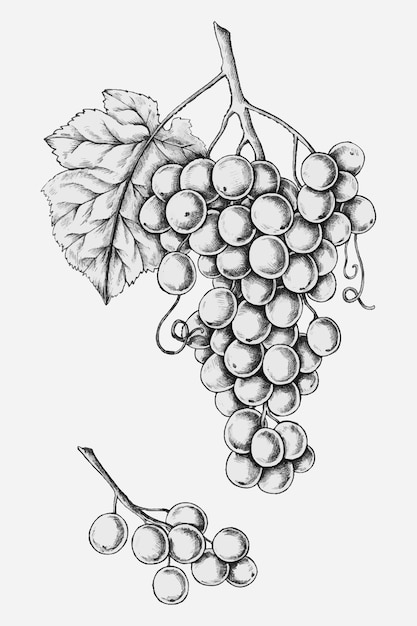 Hand drawn fresh grapes