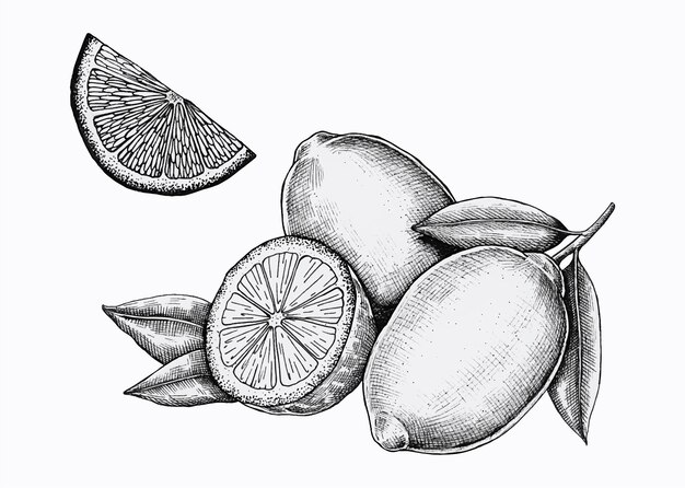 Hand drawn fresh lemons vector