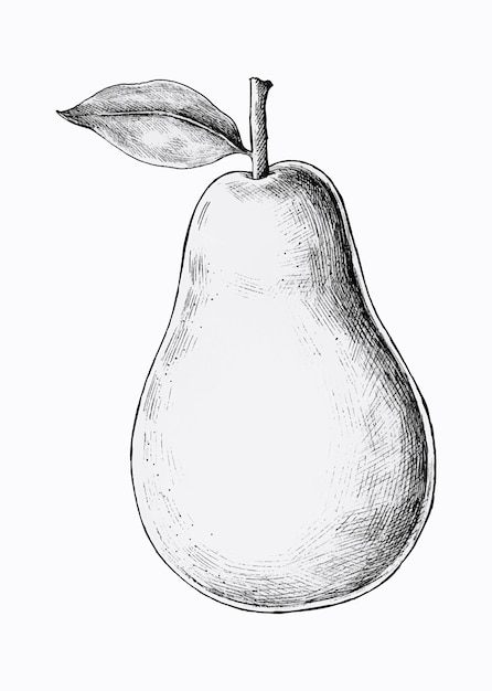 Hand drawn fresh pear
