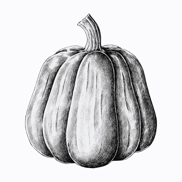 Free vector hand drawn fresh pumpkin vector