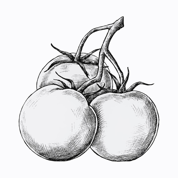 Pomodori freschi disegnati a mano