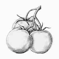 Free vector hand drawn fresh tomatoes