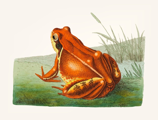 Hand drawn frog