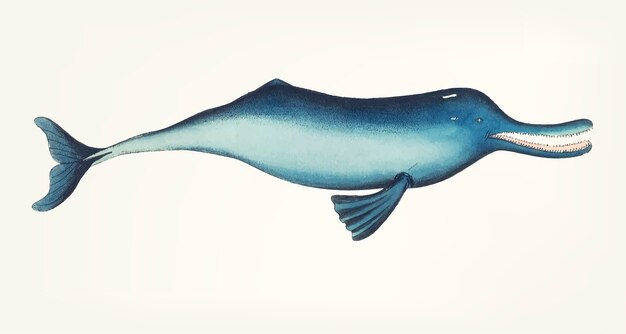 Hand drawn of Gangetic dolphin