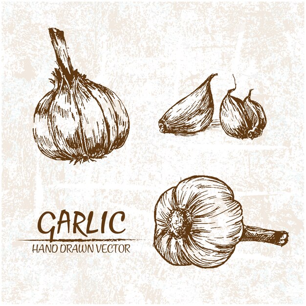 Hand drawn garlic design