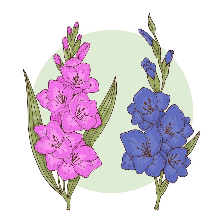 Free Vector hand drawn gladiolus illustration