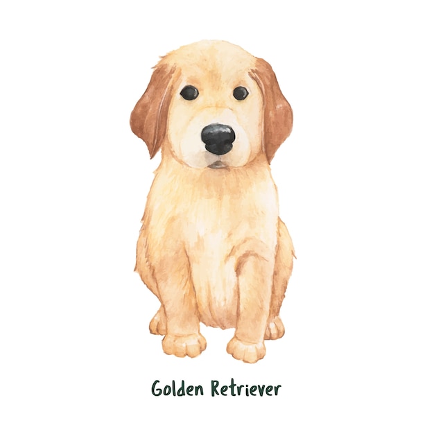 Hand drawn golden retriever dog