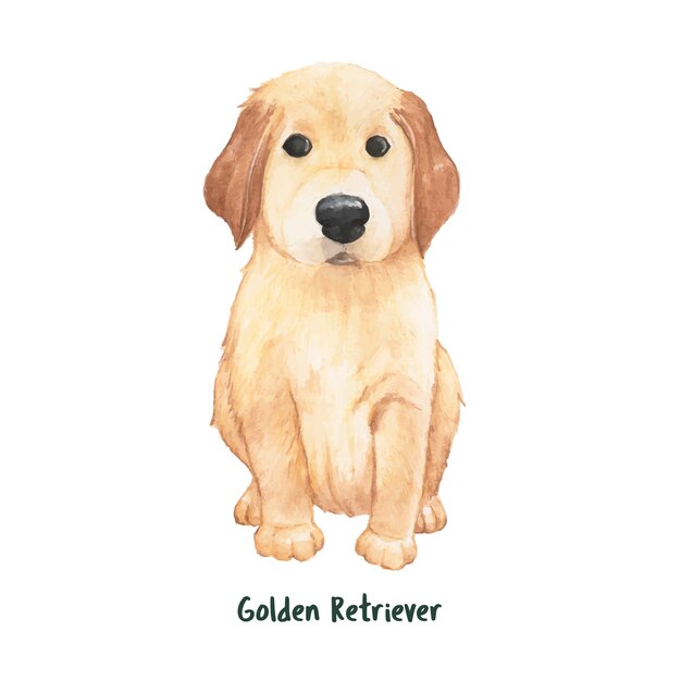 Hand drawn golden retriever dog