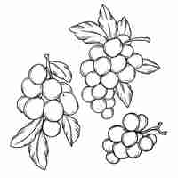 Free vector hand drawn grape vine drawing illustration