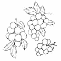 Бесплатное векторное изображение Иллюстрация рисунка виноградной лозы, нарисованная вручную