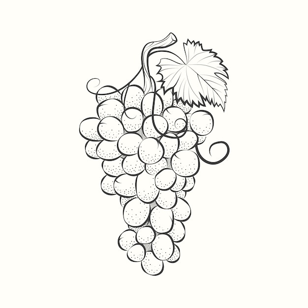 Free vector hand drawn grape vine drawing illustration