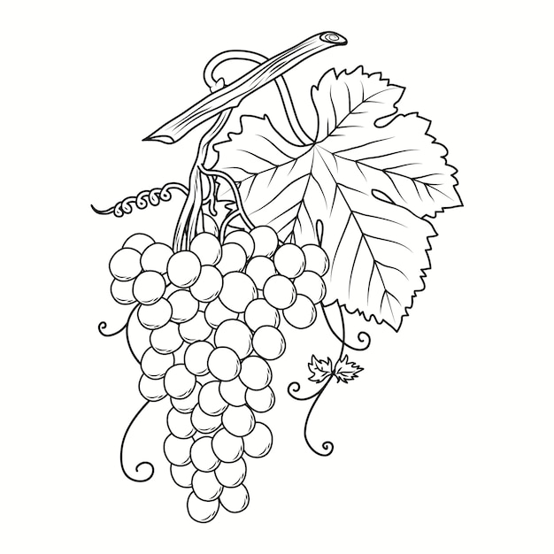 Free vector hand drawn grape vine drawing illustration