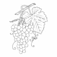 Free vector hand drawn grape vine drawing illustration