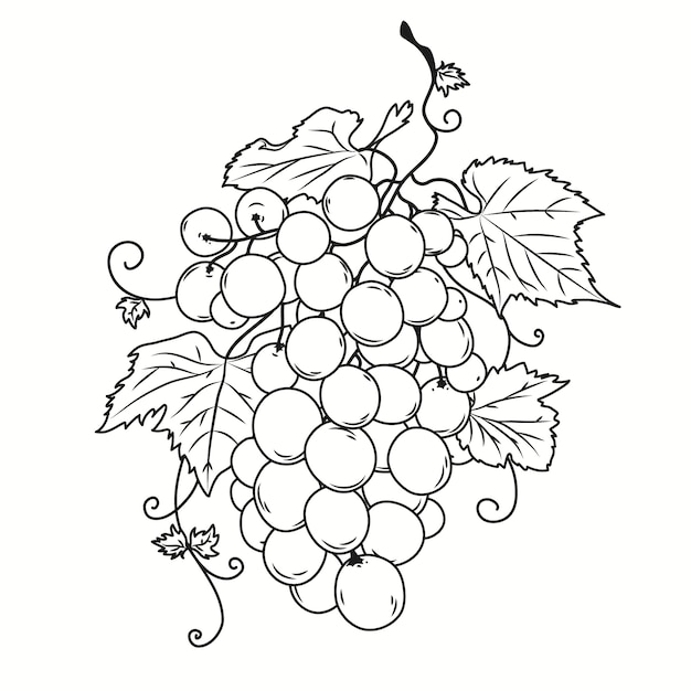 Free vector hand drawn grape vine drawing illustration