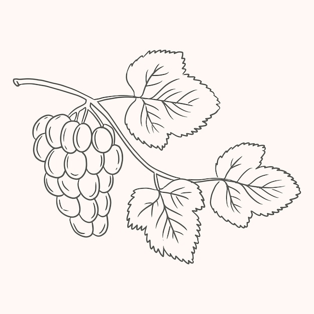 Hand drawn grape vine drawing illustration