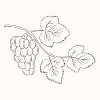 Free vector hand drawn grape vine drawing illustration