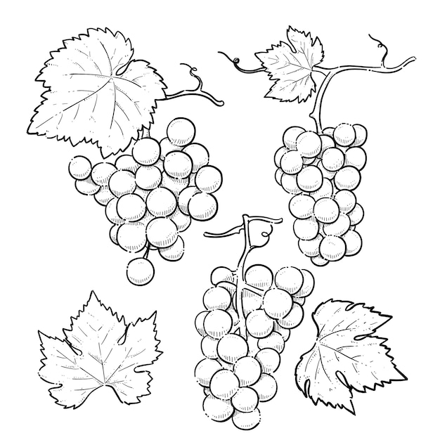 Hand drawn grape vine drawing illustration