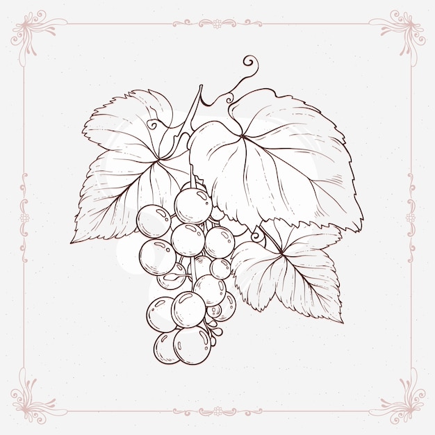 Hand drawn grape vine outline drawing illustration