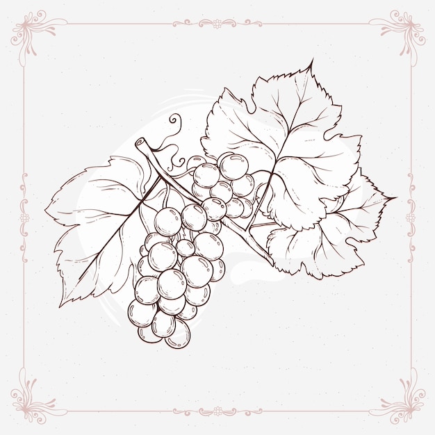 Нарисованная рукой иллюстрация контура виноградной лозы