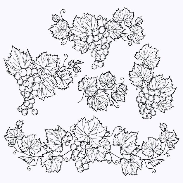 手描きのブドウのつるの概要図