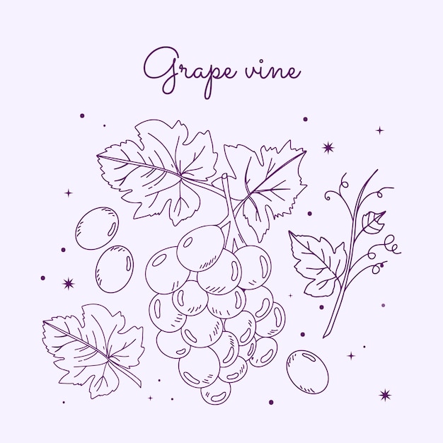 Free vector hand drawn grape vine outline illustration