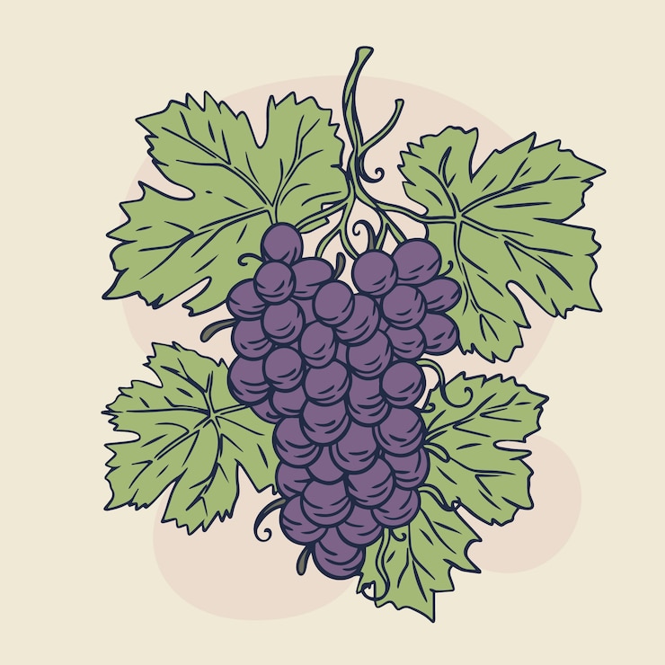 Free Vector hand drawn grape vine outline illustration