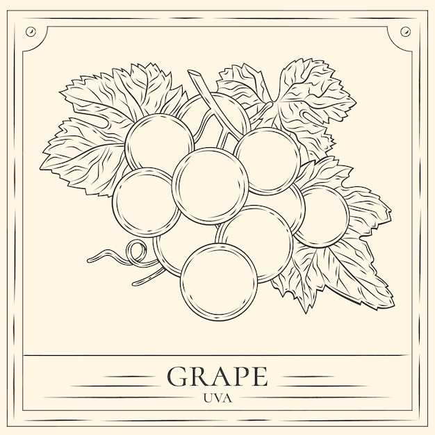 Free vector hand drawn grape vine outline illustration