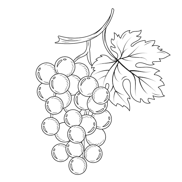 手描きのブドウの輪郭のイラスト