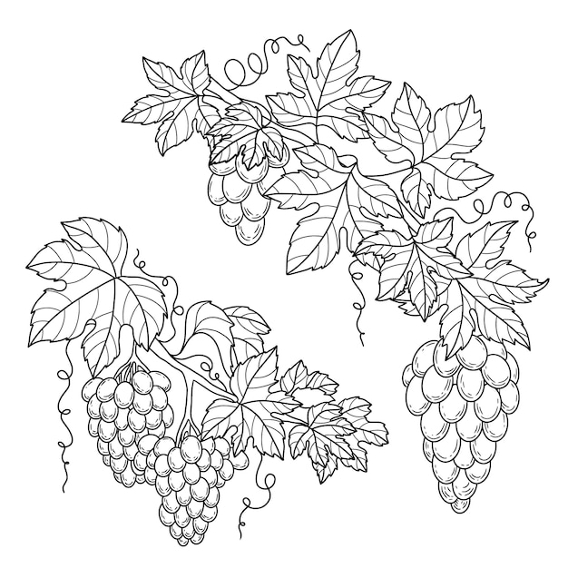 Hand drawn grape vine outline illustration