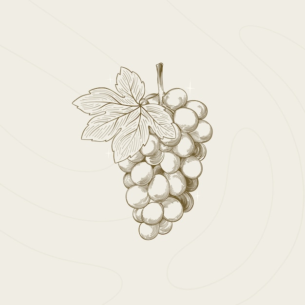 Hand drawn grape vine outline illustration