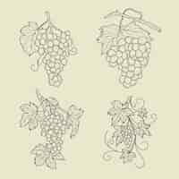 Бесплатное векторное изображение Нарисованная рукой иллюстрация контура виноградной лозы