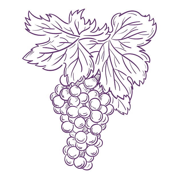 Free vector hand drawn  grape vine outline illustration