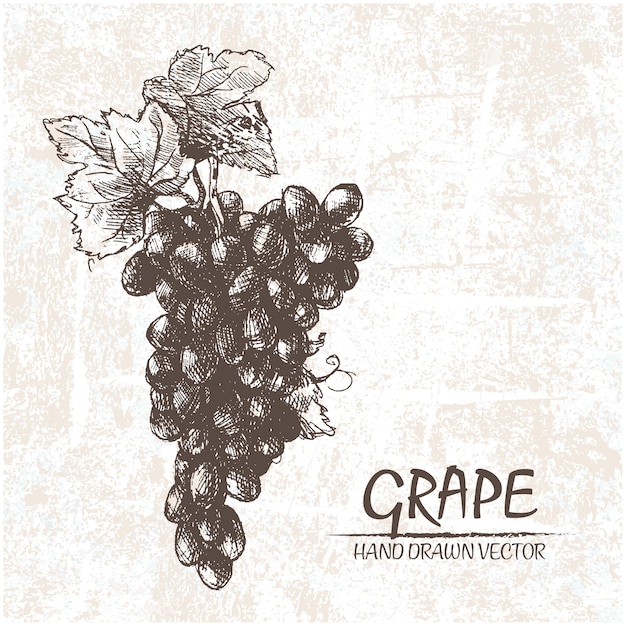 Free vector hand drawn grapes design