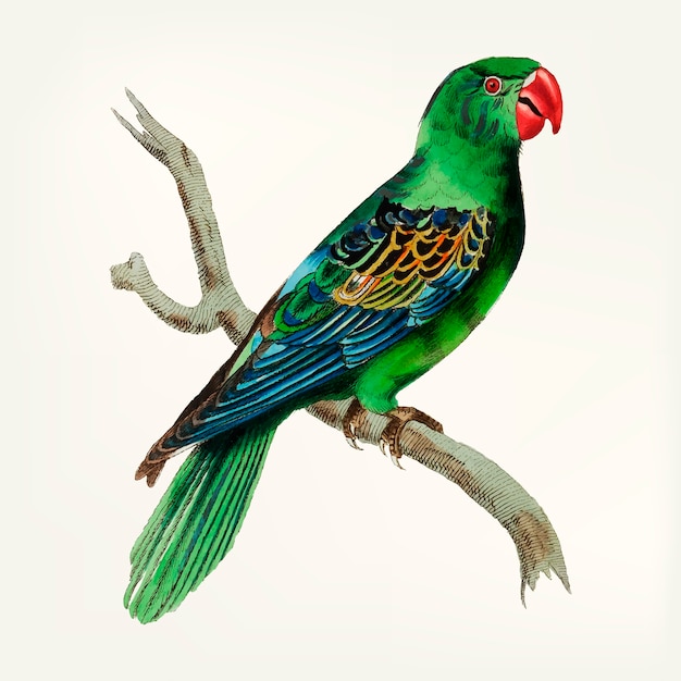 Free vector hand drawn of great-billed parrot