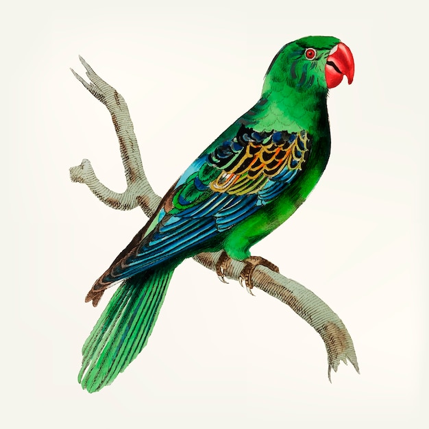 Hand drawn of great-billed parrot