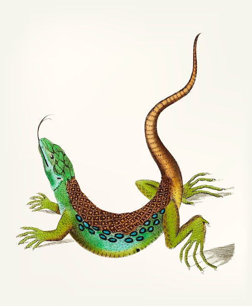 Hand drawn of great spotted lizard