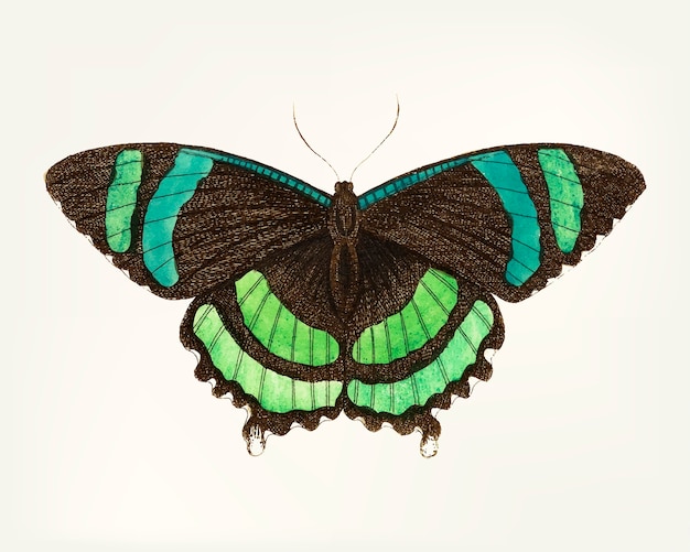 Hand drawn of green-banded tailed butterfly
