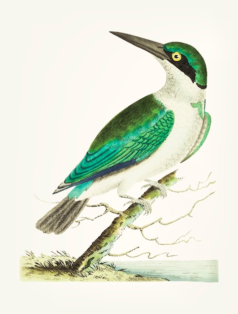 Hand drawn of green headed kingfisher