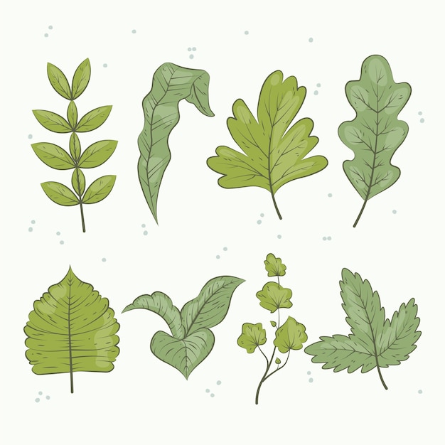 Vettore gratuito collezione di foglie verdi disegnate a mano