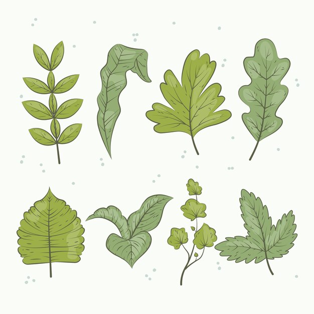 手描きの緑の葉コレクション