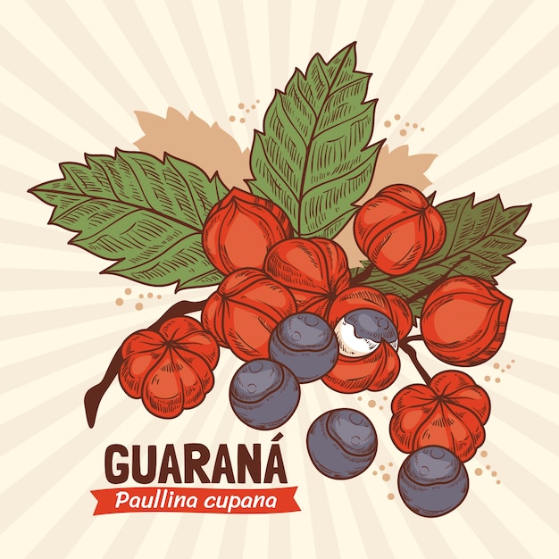 Free vector hand drawn guarana illustration