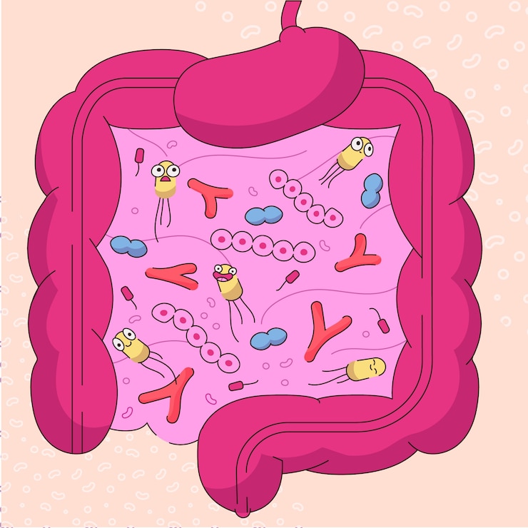 Free Vector hand drawn gut health illustration