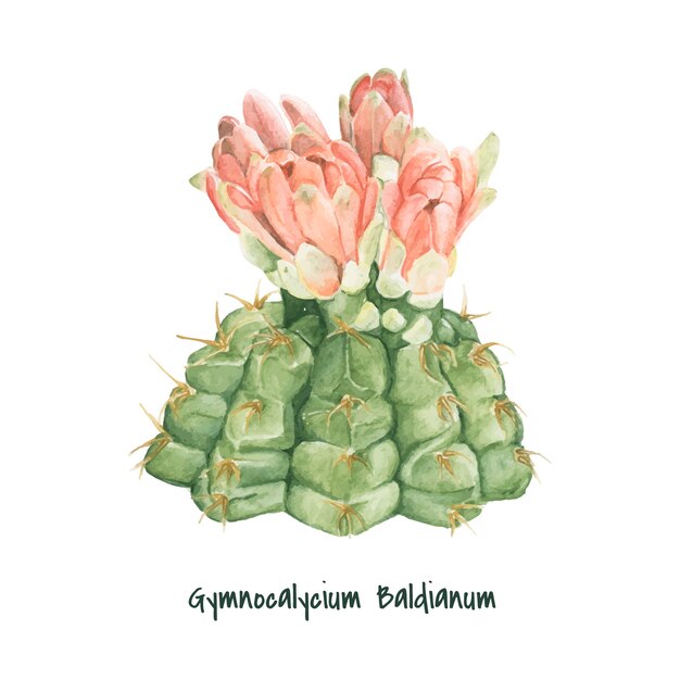 손으로 그린 Gymnocalycium baldianum 선인장